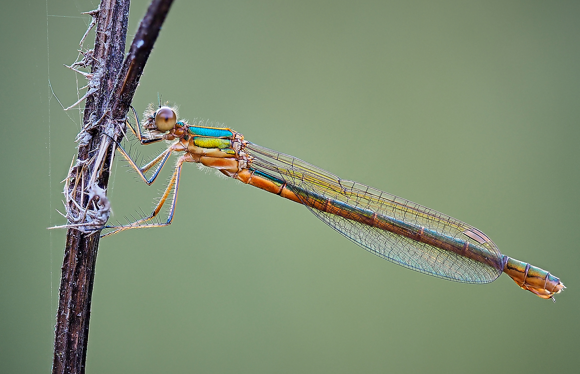 Lothian dragonfly 1